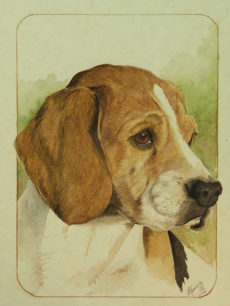 Beagle - acquerello cm20x30