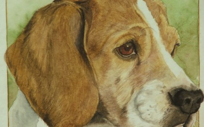 Beagle - particolare